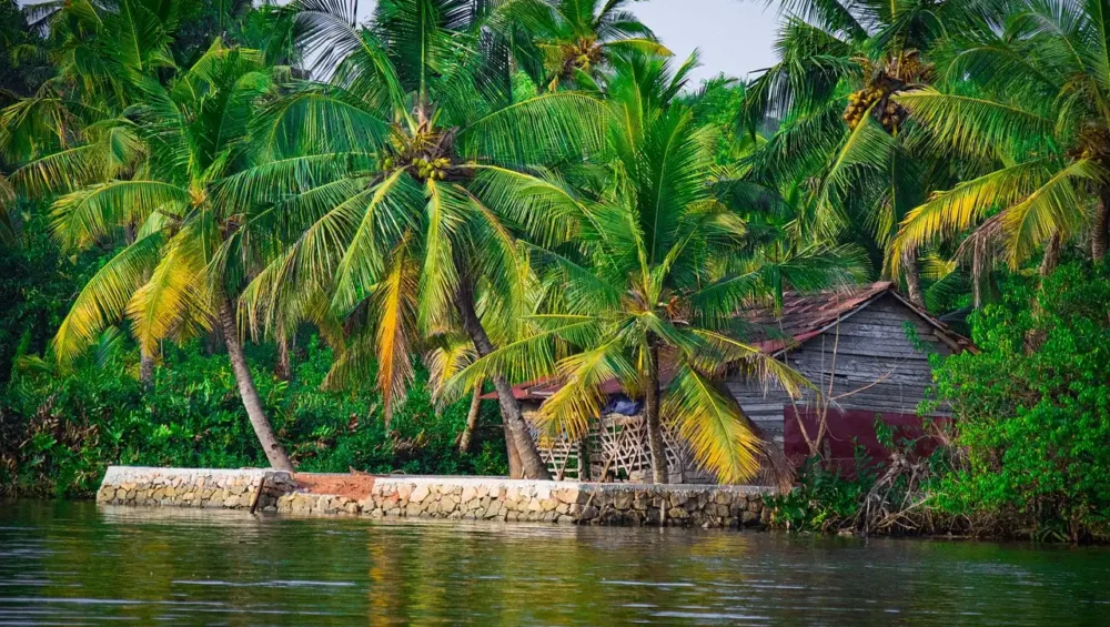 Cabane traditionnelle en bois entourée de palmiers sur les rives des backwaters du Kerala, paysage typique d’un voyage au Kerala.